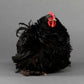 Pullet: Black Frizzle Cochin Bantam, Shipping Week of 09/05/2023