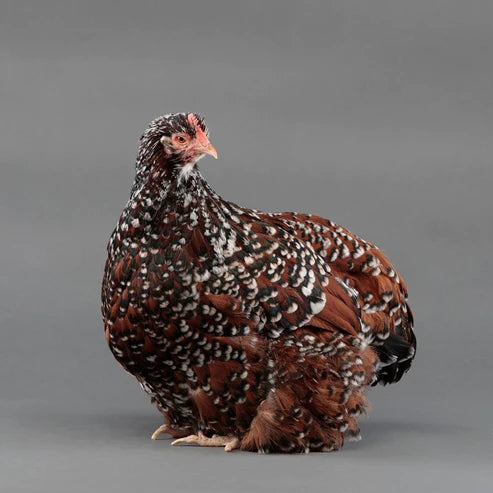 Pullet: Jubilee Orpington