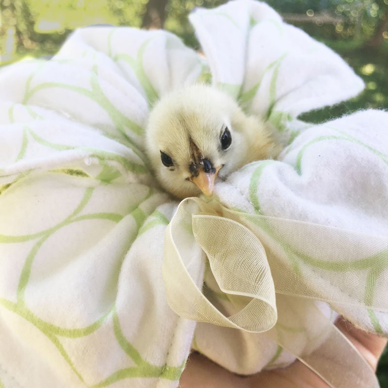 Peep Pouch - Cuddle Chicks Safely!