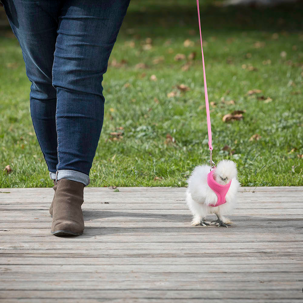 Chicken Harness & Leash Bundle