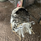 Hatching Eggs: Royal Palm Heritage Turkey, Flock & Field Location