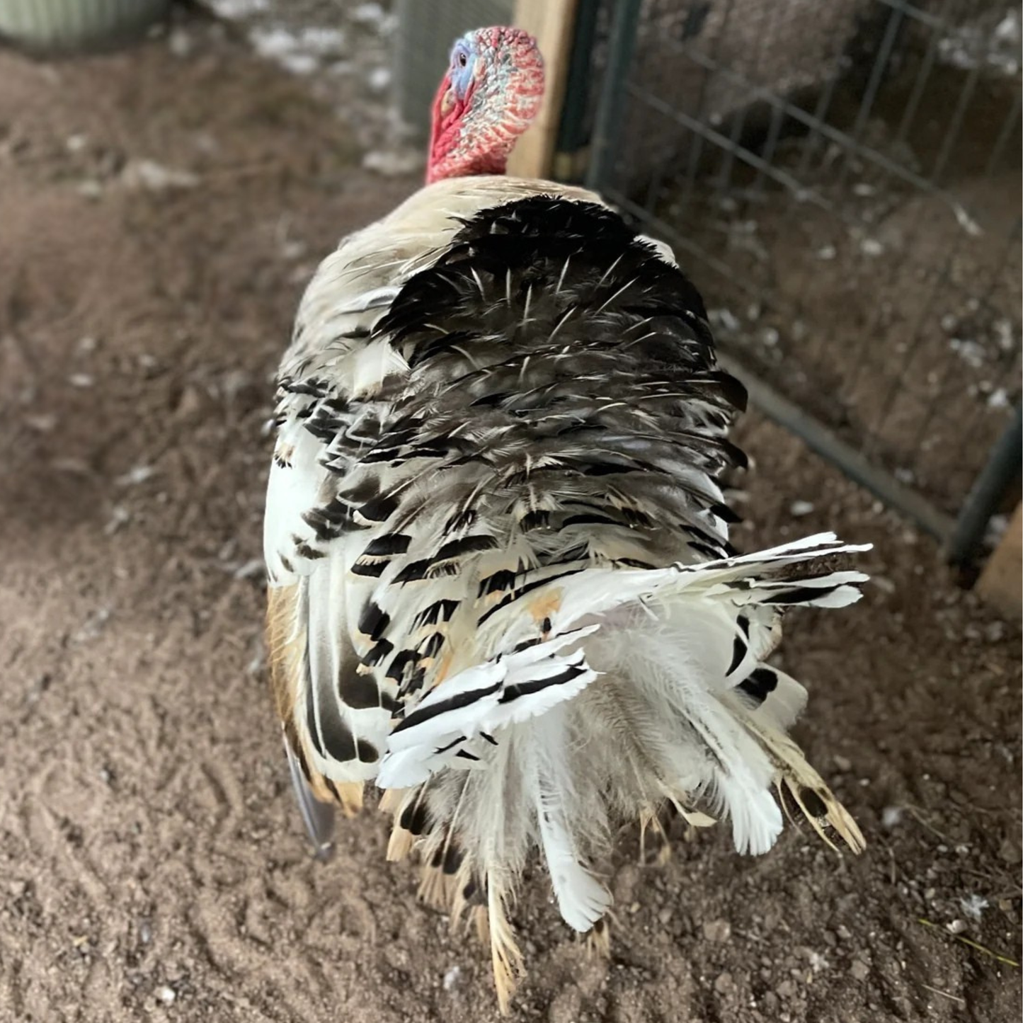 Hatching Eggs: Royal Palm Heritage Turkey, Flock & Field Location