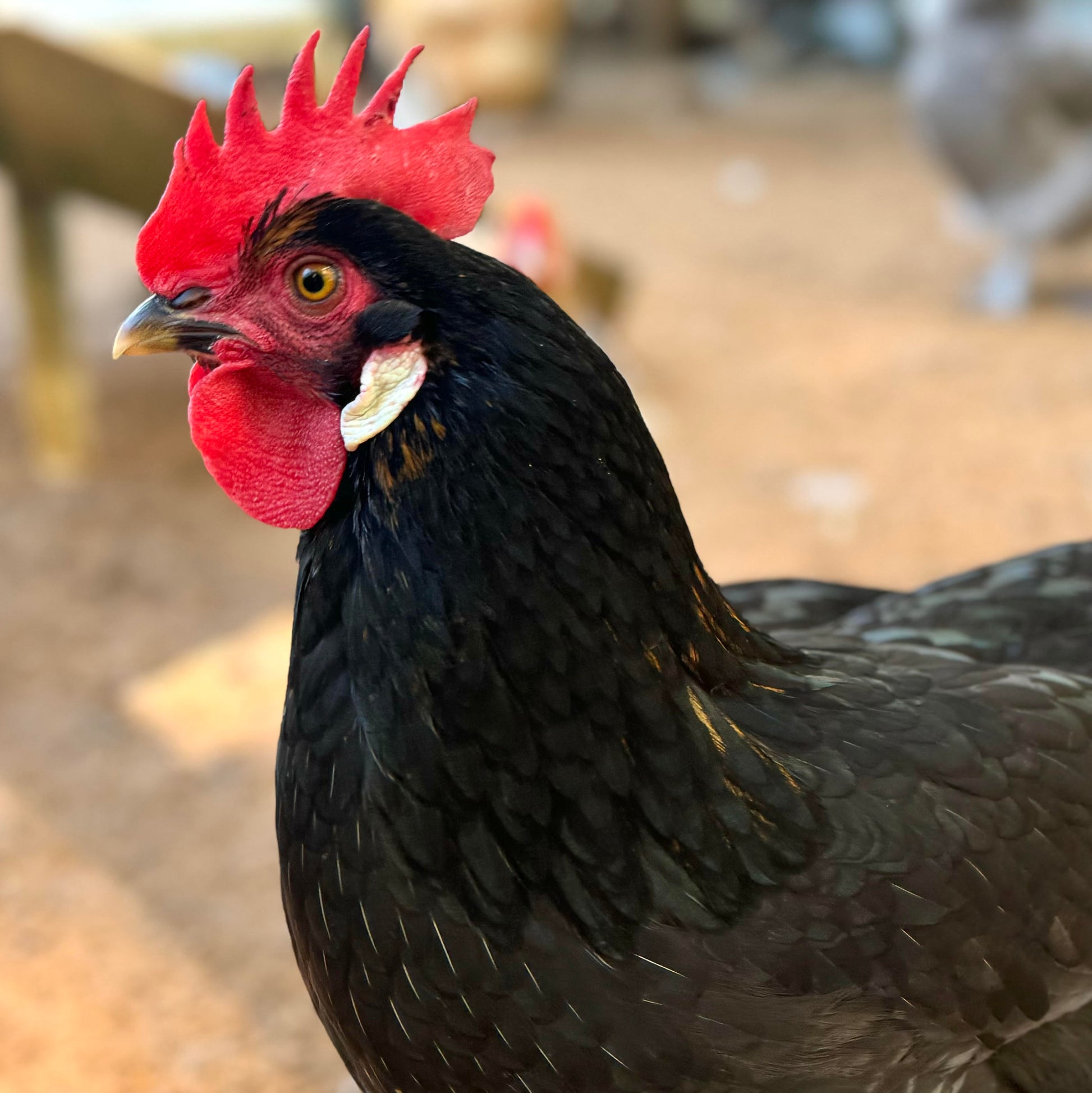 Pullet: Ameribella Sex-Link, Shipping Week of - My Pet Chicken Pullet: Ameribella Sex-Link, Shipping Week of - My Pet Chicken