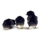 The Ameribella hens are expected to lay 5 to 6 eggs per week. 