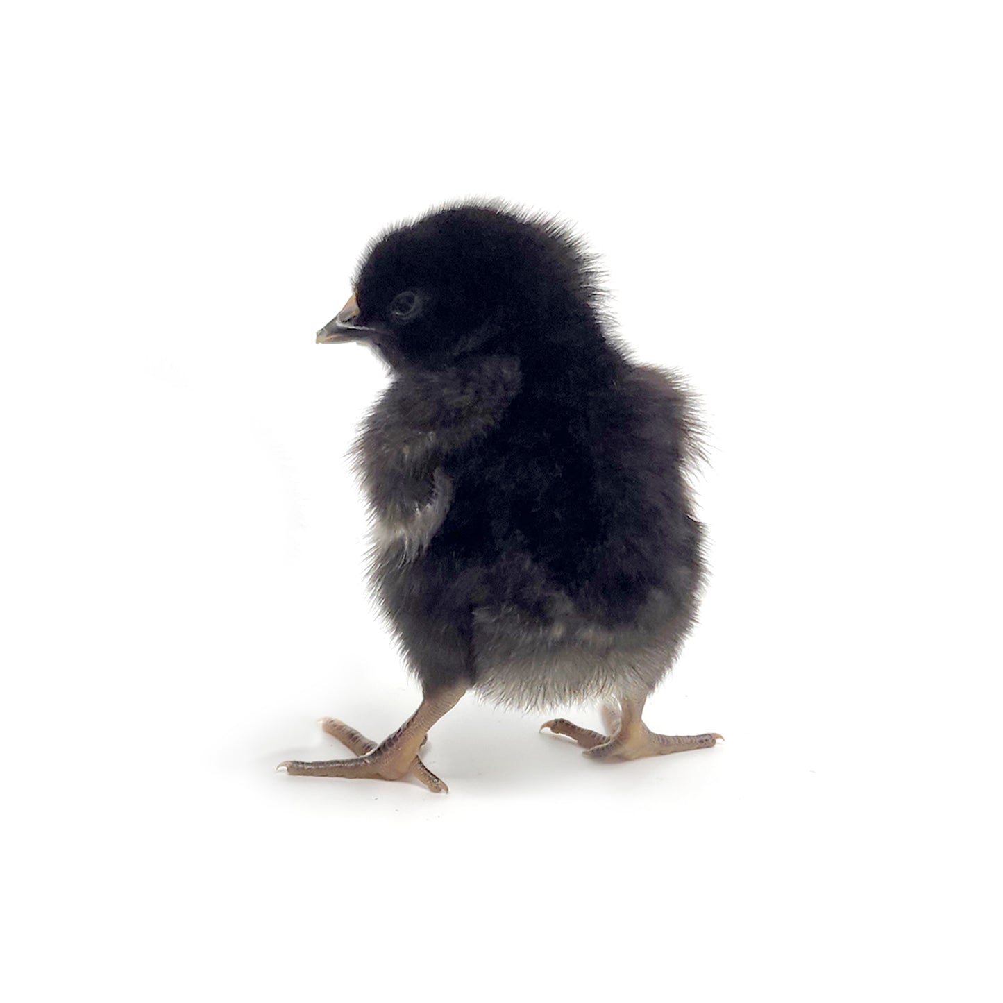 The Ameribella chicken breed will have beautiful black feathers with a hint of red. 
