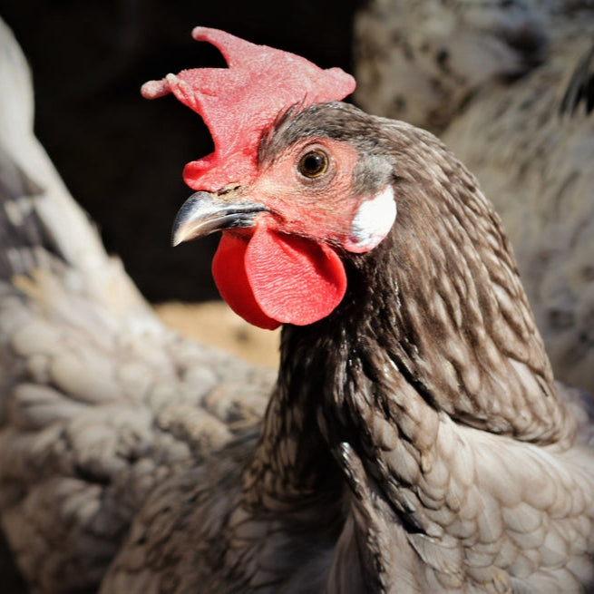 Hatching Eggs: Blue/Black/Splash Andalusian, Merry Manor Location