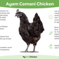 Pullet: Ayam Cemani, Shipping week of 08/31/2026