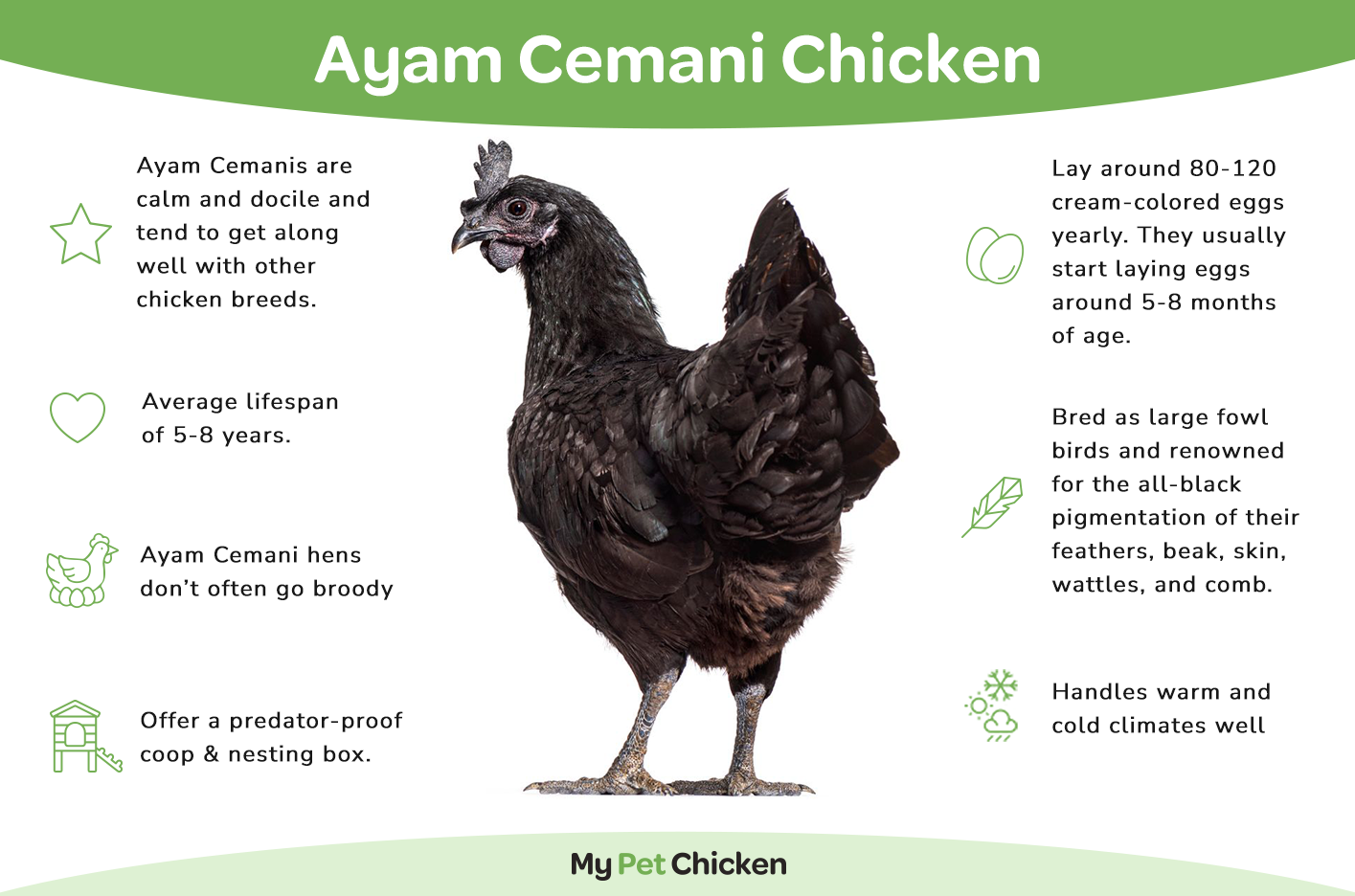 Pullet: Ayam Cemani, Shipping week of 08/31/2026