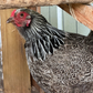 Hatching Eggs: Blue/Black/Splash Silver/Gold Partridge Brahma, Flock & Field Location