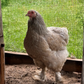 Hatching Eggs: Blue/Black/Splash Silver/Gold Partridge Brahma, Flock & Field Location