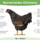 Double laced Barnevelder chicken infographic