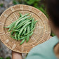 The Explorer : Rooted in America - Seed Collection