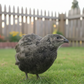 Black Coturnix Quail standing on grass with a wooden fence and flowers in the background