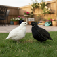 Black and White Edition Coturnix Quail, standing on grass with a garden in the background.
