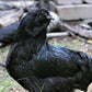 Black Ameraucana chicken
