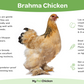 Hatching Eggs: Buff Brahma, Merry Manor Location