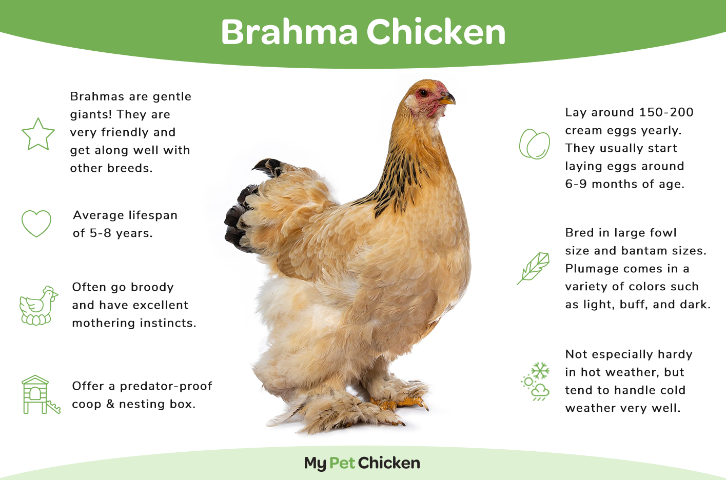 Hatching Eggs: Buff Brahma, Merry Manor Location