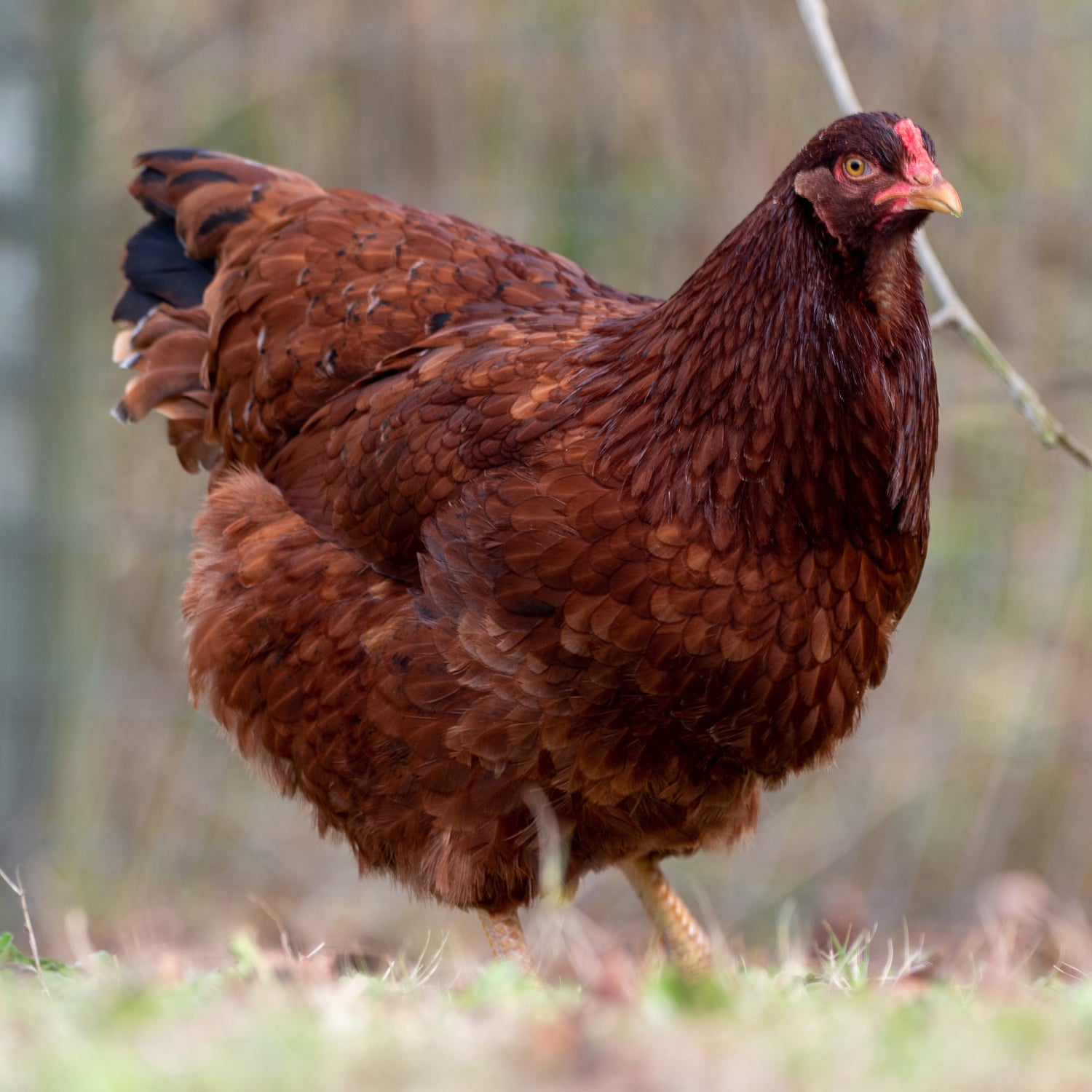 Pullet: Buckeye, Shipping Week of