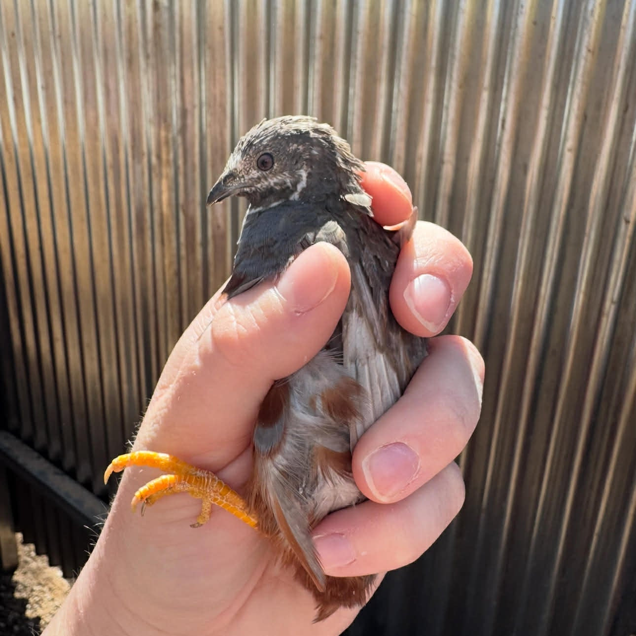 Small Button Quail held in a person's hand with a corrugated metal background