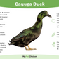 Hatching Eggs: Cayuga Duck