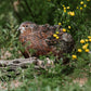 Hatching Eggs: Celadon "True Blue" Quail, Azure Acres Location