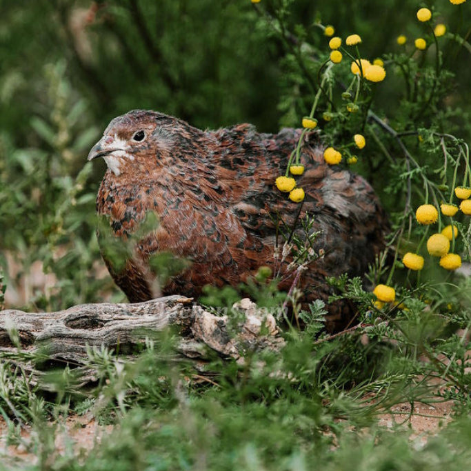 Hatching Eggs: Celadon "True Blue" Quail, Azure Acres Location
