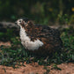 Hatching Eggs: Celadon "True Blue" Quail, Azure Acres Location