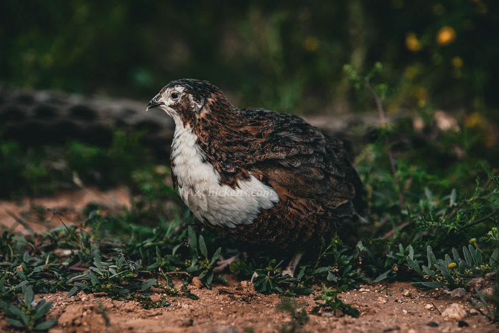 Hatching Eggs: Celadon "True Blue" Quail, Azure Acres Location