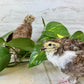 Hatching Eggs: Celadon "True Blue" Quail, Azure Acres Location