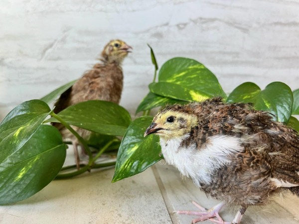Hatching Eggs: Celadon "True Blue" Quail, Azure Acres Location