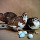 Hatching Eggs: Celadon "True Blue" Quail, Azure Acres Location