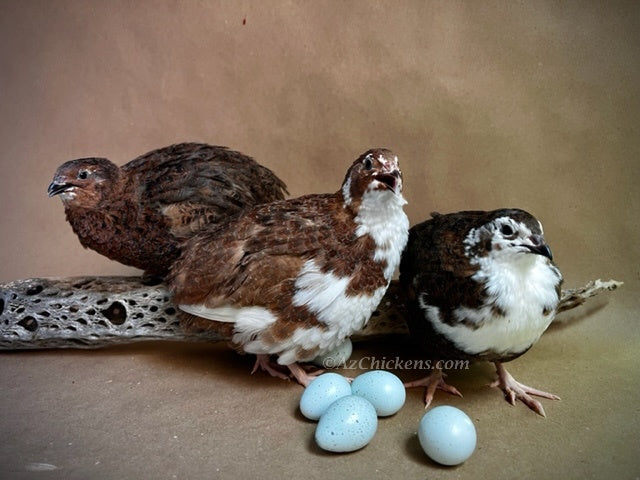 Hatching Eggs: Celadon "True Blue" Quail, Azure Acres Location