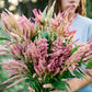 Freshly Cut Blooms - Seed Collection