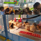 Chick Brooder - 2 Sections (Starter Kit for Chickens, Turkeys, Ducks)