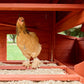 Orpington Lodge Chicken Coop + Optional Run (4-6 chickens)