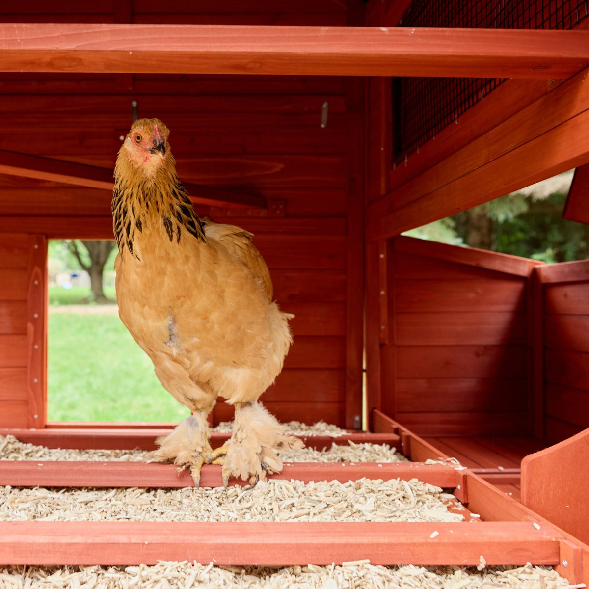 Orpington Lodge Chicken Coop + Optional Run (4-6 chickens)