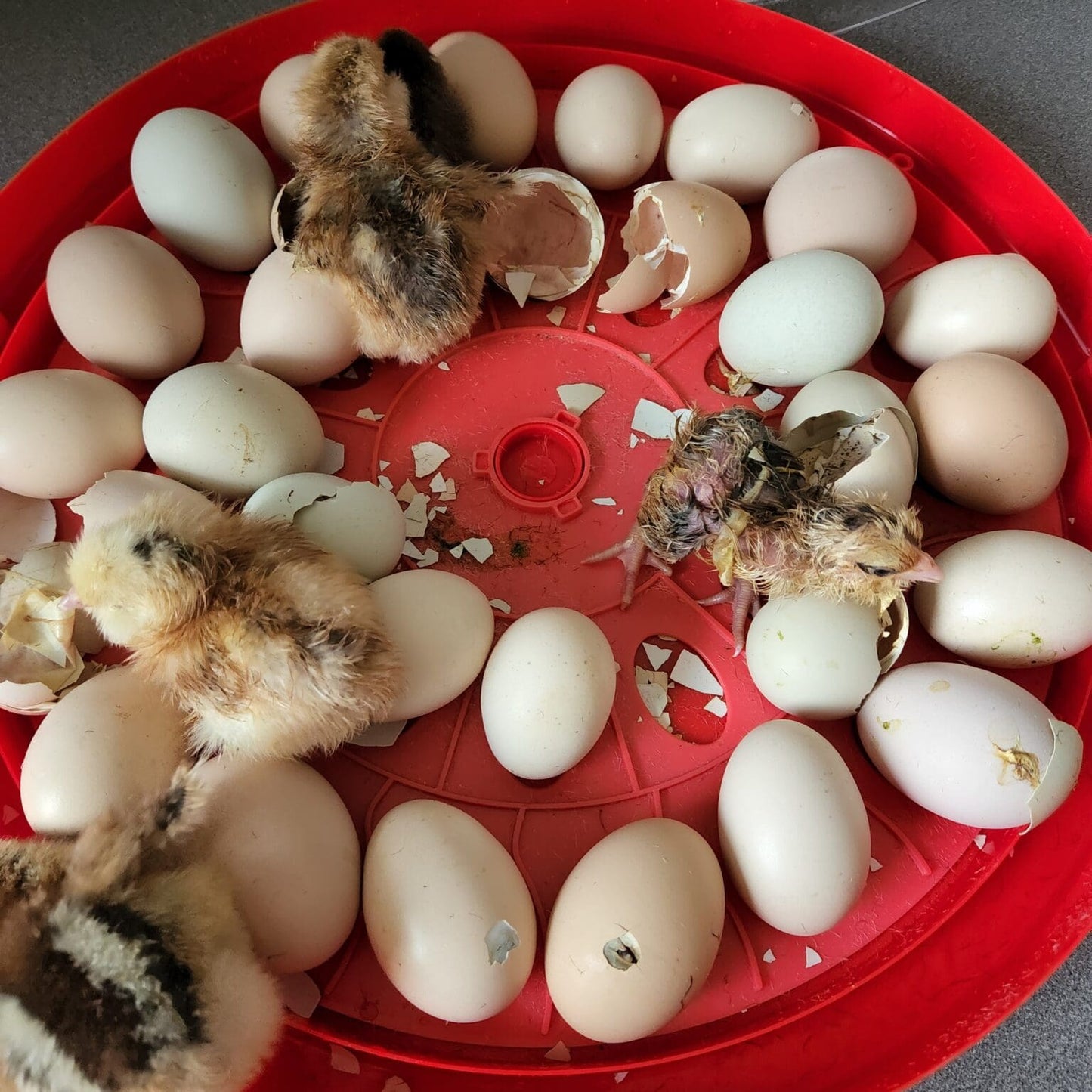 RUGG"egg" Ranch 30 Egg Incubator