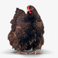 Pullet: Chocolate Orpington, Shipping Week of