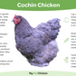 Hatching Eggs: White Cochin, Merry Manor Location