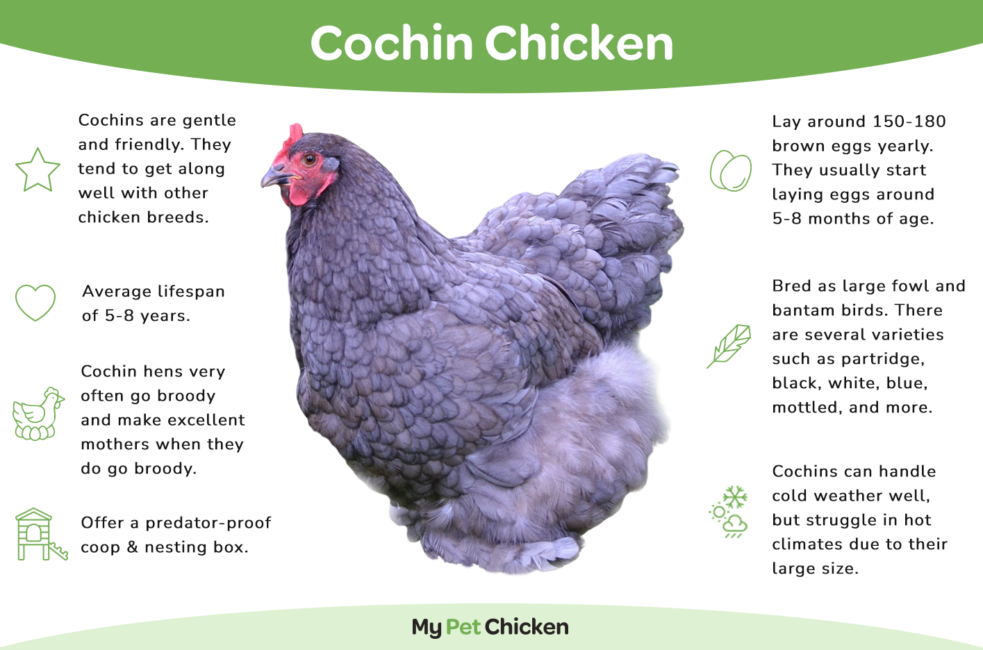 Hatching Eggs: White Cochin, Merry Manor Location