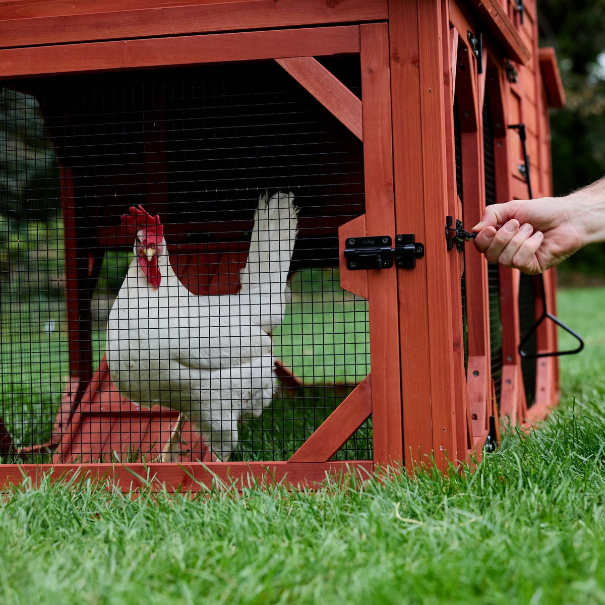 Orpington Lodge Chicken Coop + Optional Run (4-6 chickens)