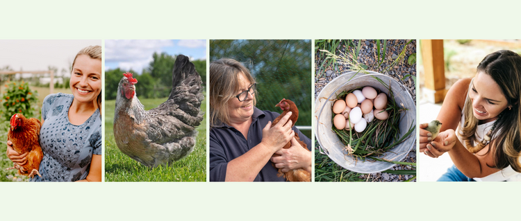 Careers - My Pet Chicken