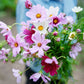 Freshly Cut Blooms - Seed Collection