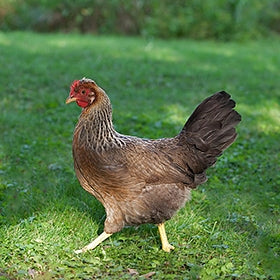 Cream Legbar chicken breed