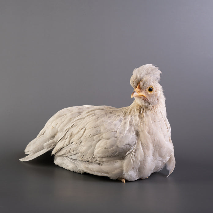 Opal Legbar chickens are friendly and make a great backyard pet. 