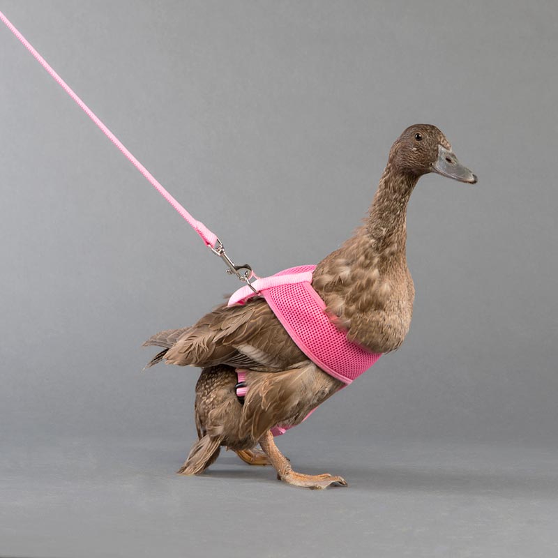 Chicken Harness & Leash Bundle