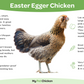 Pullet: 100% Frizzle Easter Egger, Shipping Week of 06/03/2024