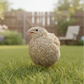 Egyptian Gold Coturnix Quail standing on grass with a garden background