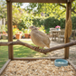 Egyptian Gold Coturnix Quail perched on a branch inside a wooden birdcage with a garden view.