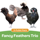 Pullet: Fancy Feather Trio (3 Started Pullets), Shipping week of 08/31/2026